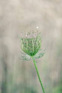 Close-up, blossom of a wild carrot in front of blurred background Close-up, blossom of a wild carrot in front of blurred background